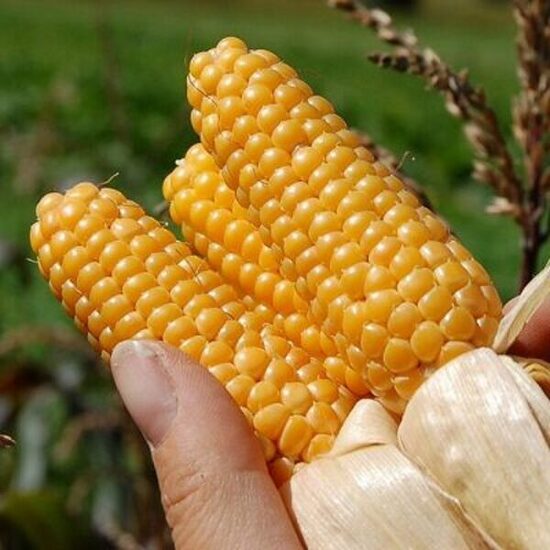 Mini cukurkukurūza 'Puget Gold'